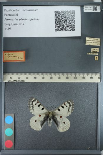 Media type: image;   Entomology 174276